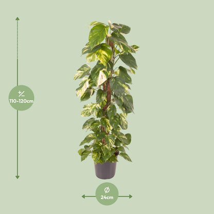 Epipremnum Pinnatum - Ø24cm - ↨120cm