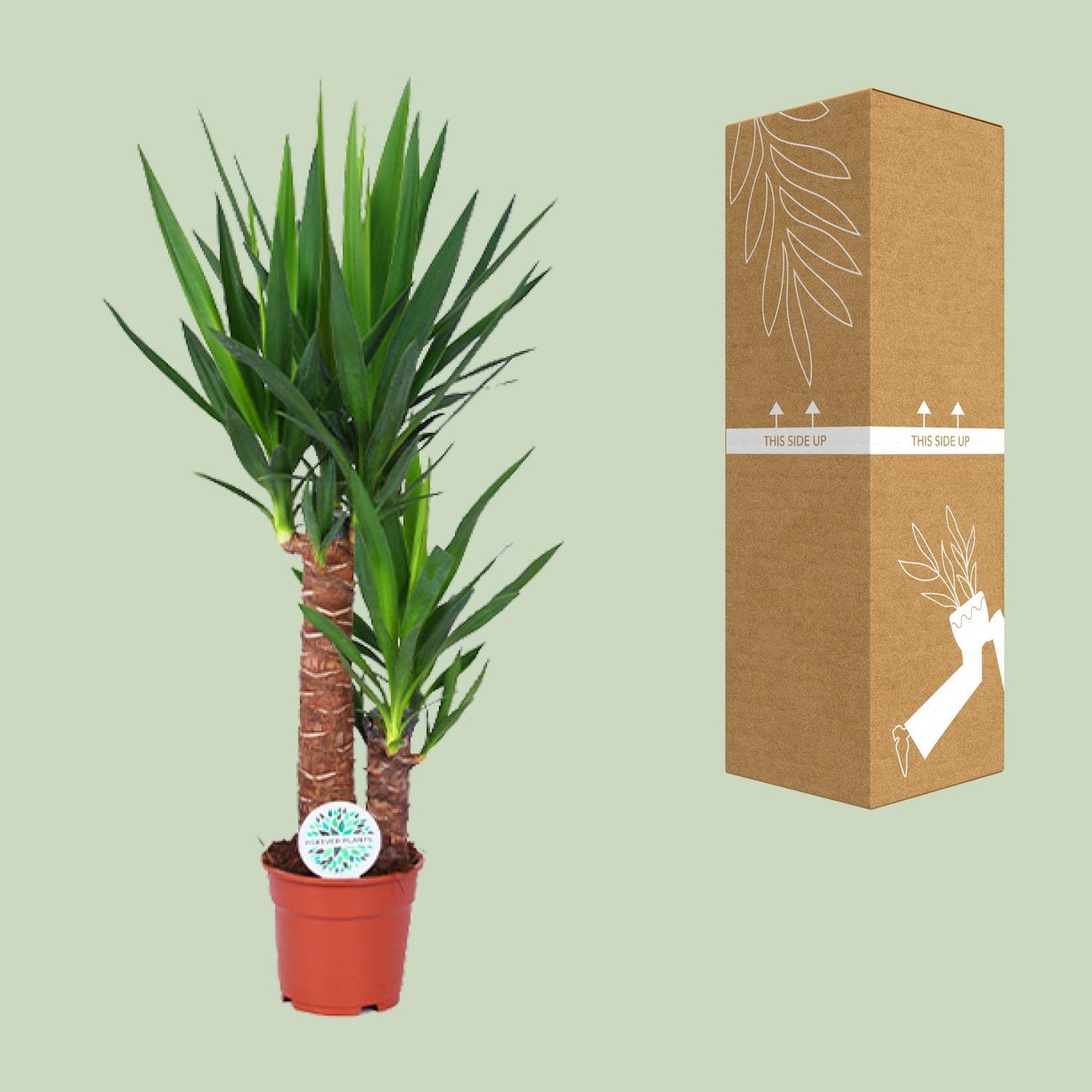 Yucca - Ø17cm - ↨80cm