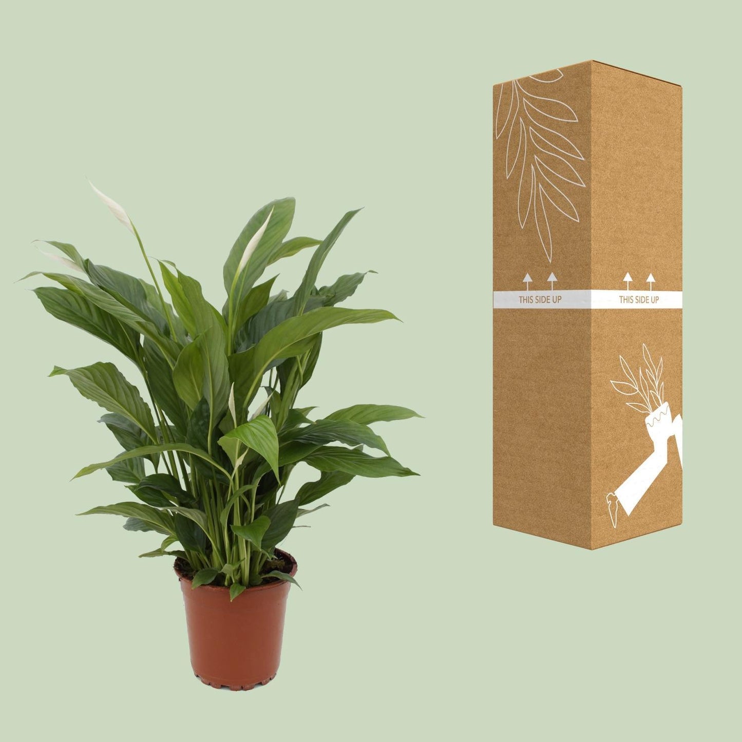 Spathiphyllum Torelli  - Ø17cm - ↨65cm