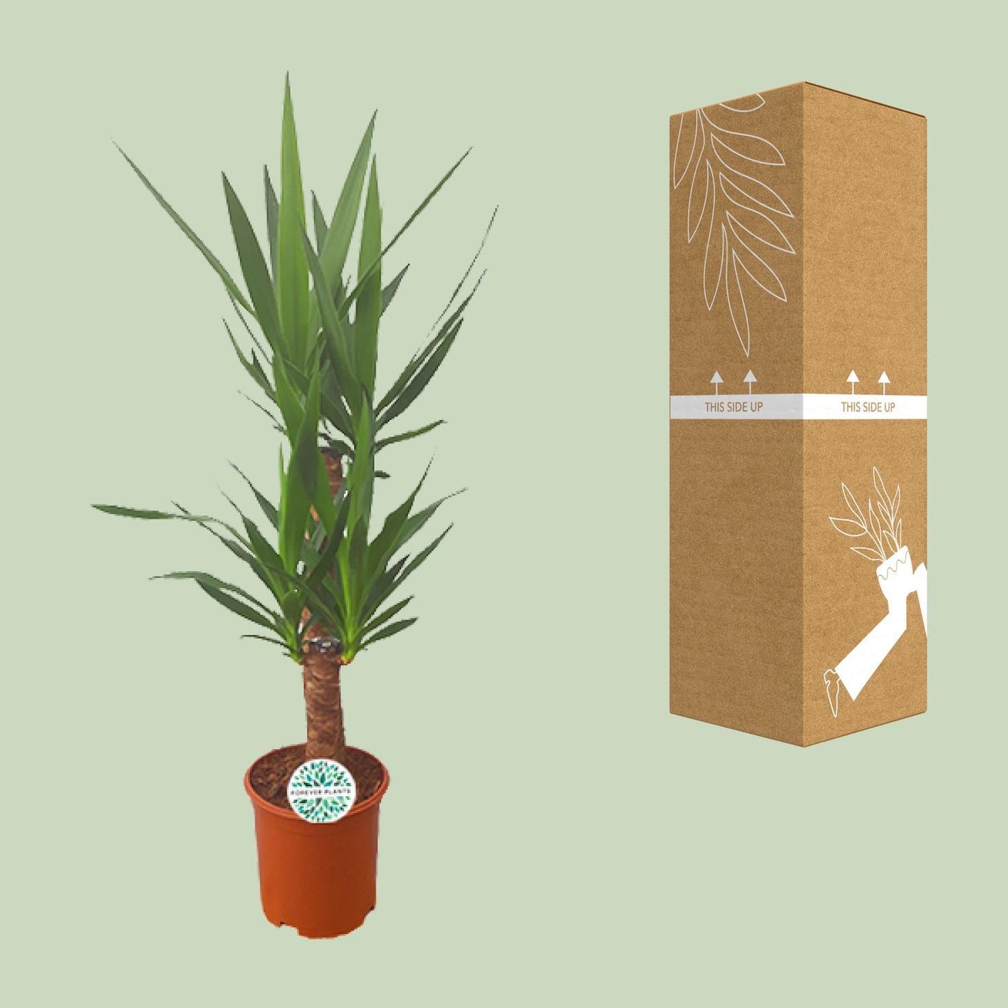 Yucca - Ø21cm - ↨90cm