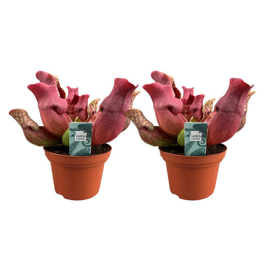 2x Sarracenia Maroon - Ø12cm - ↨23cm