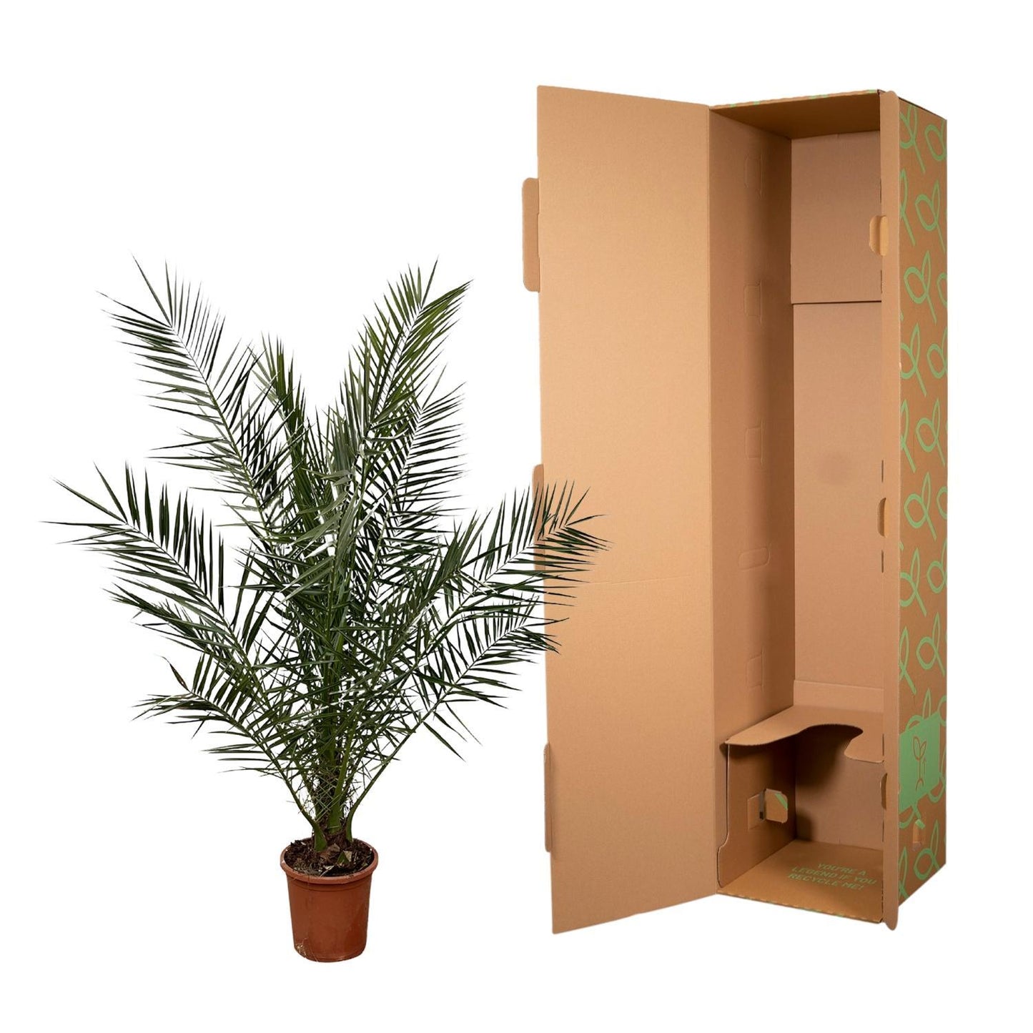 Phoenix Canariensis - ↨180cm- Ø25cm