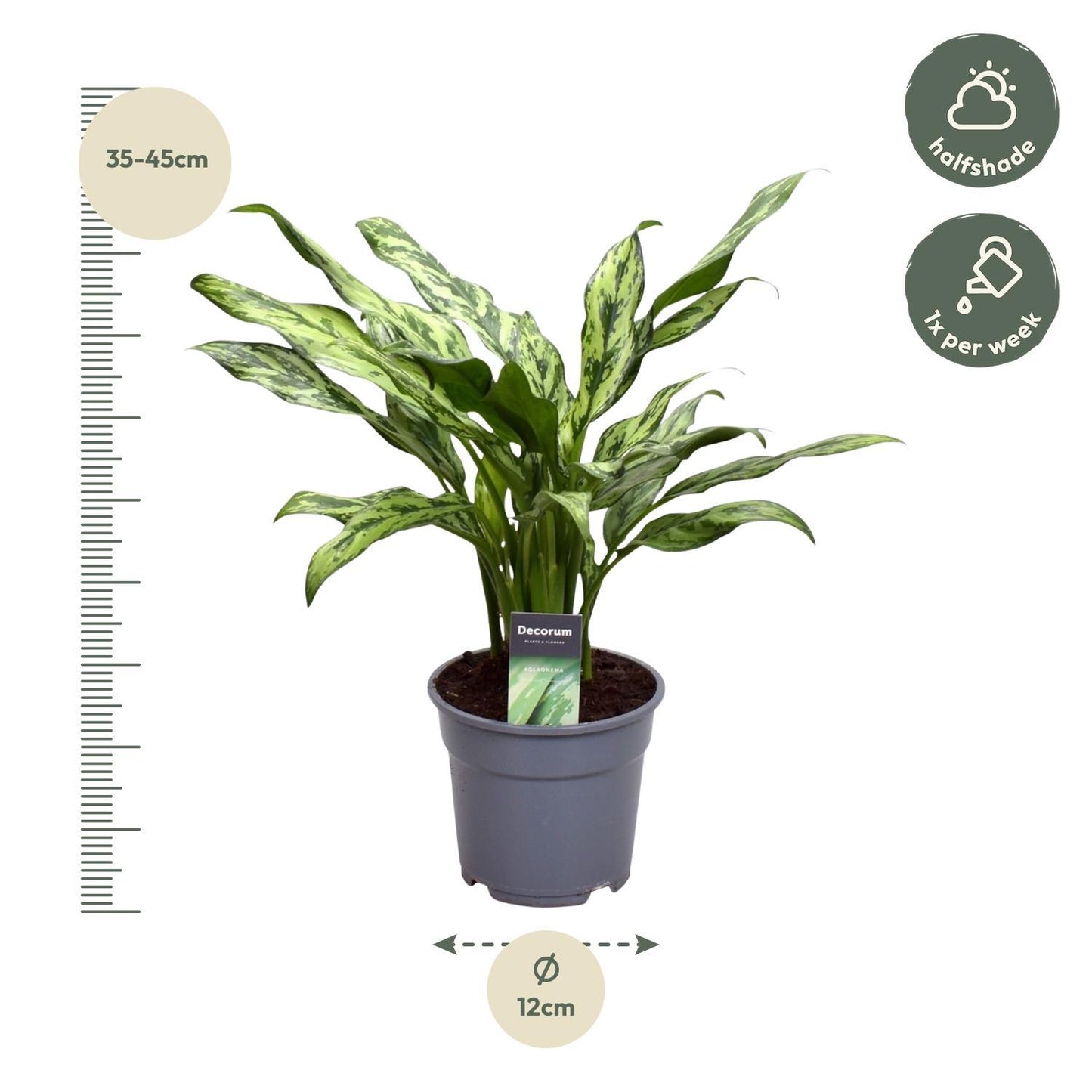 Aglaonema Juliette - ↨40 cm - Ø12cm