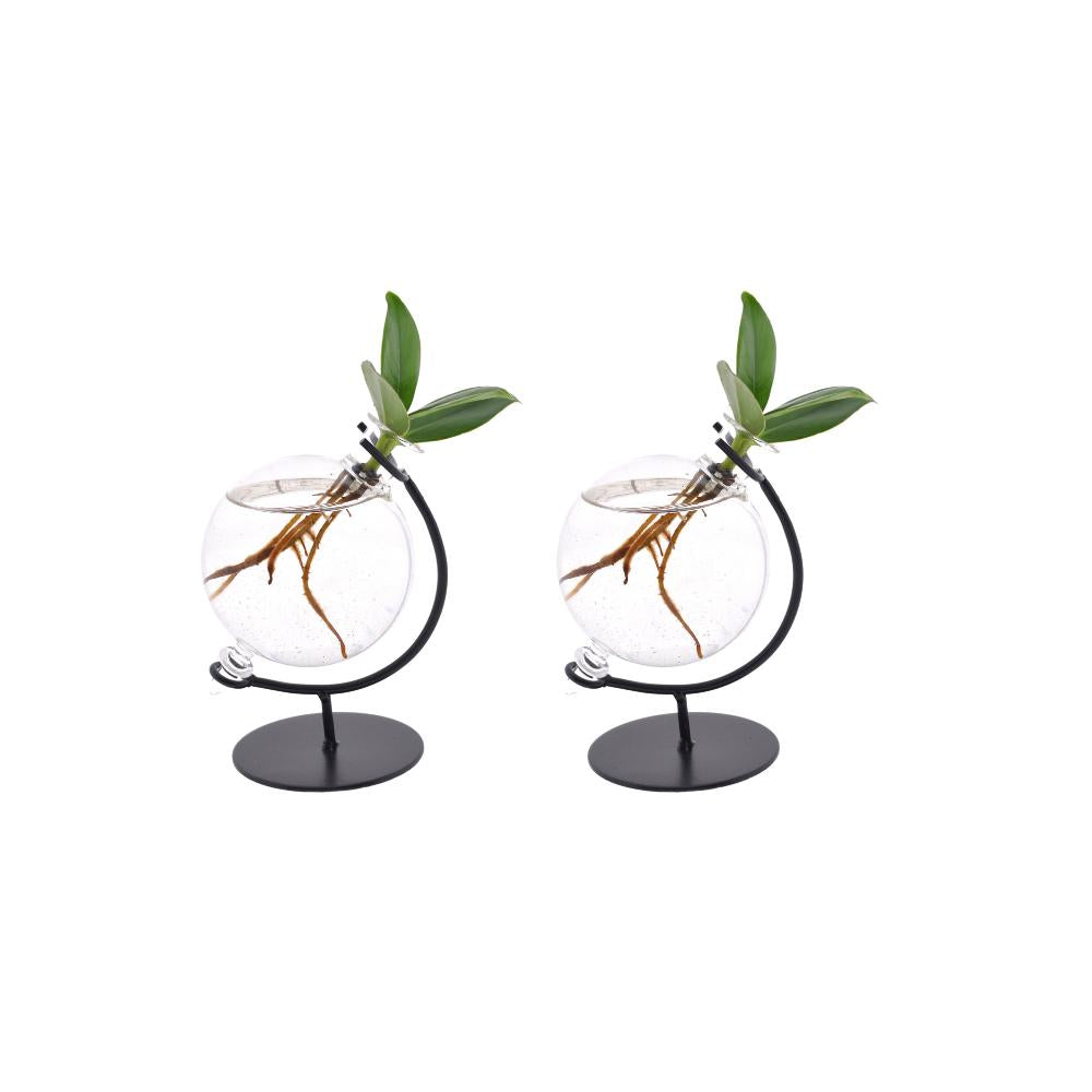 2x Clusia - Autographenbaum - im Glas - Ø5cm - ↨10cm