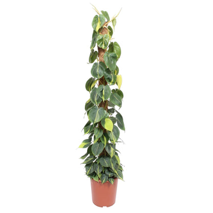 Philodendron Scandens Brasil  -Ø27cm -  ↨150cm