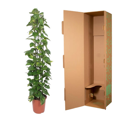 Epipremnum Aureum mit Gittergestell - ↨160cm - Ø27cm