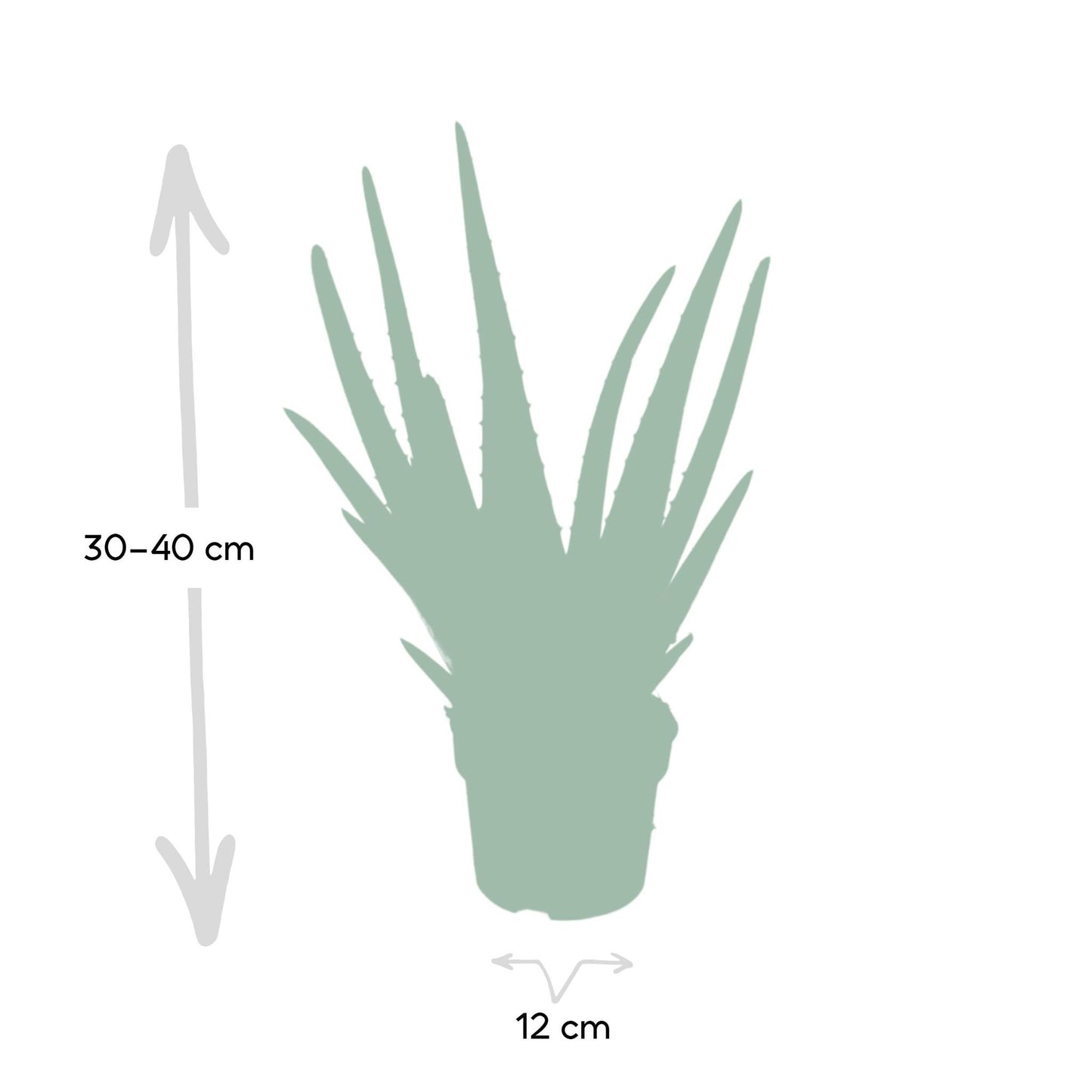 Aloe vera - ↨40cm - Ø12cm