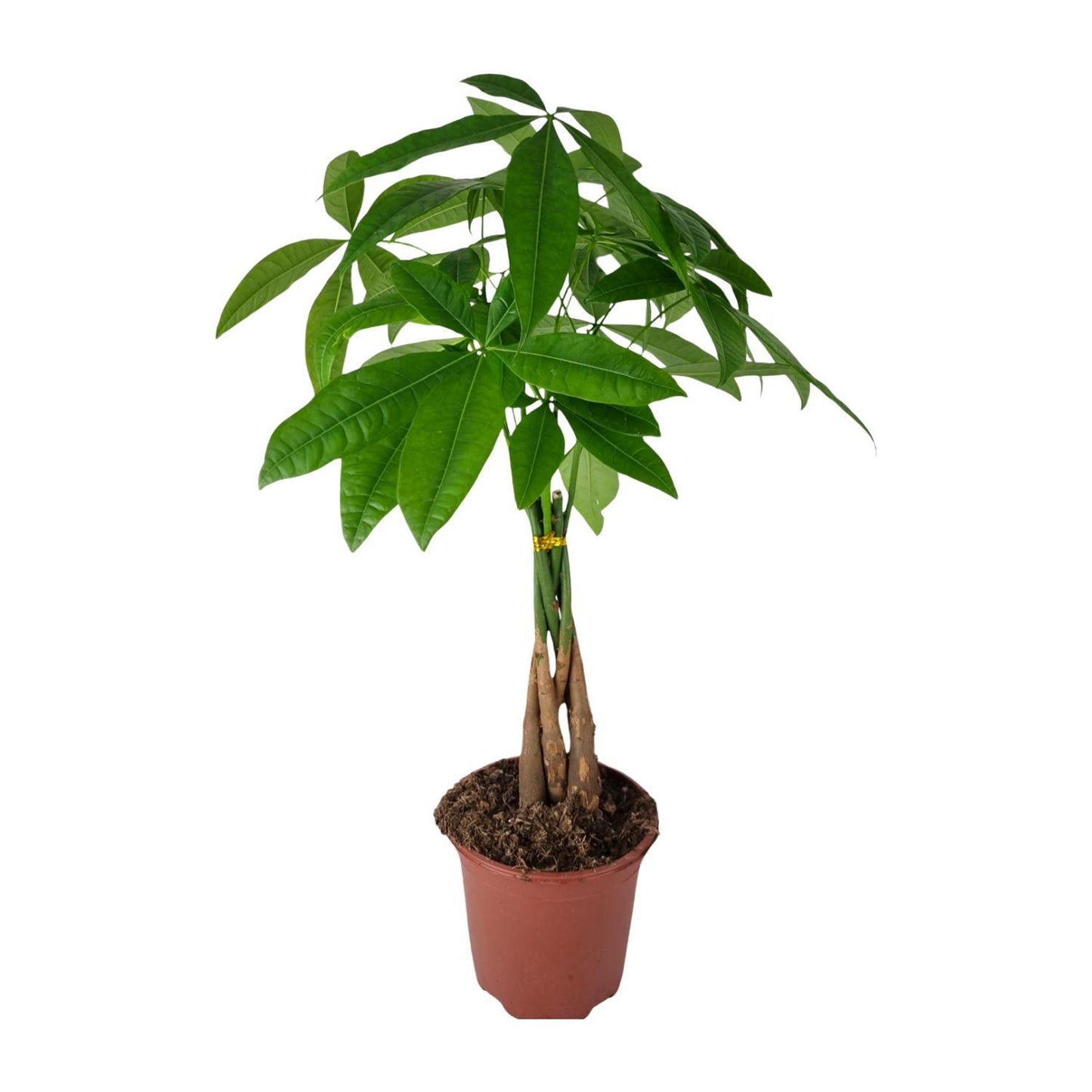 Pachira Aquatica - Ø19cm - ↨70cm