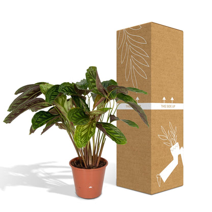 Calathea Flammenstern - Pfauenpflanze- ↨75cm - Ø19cm