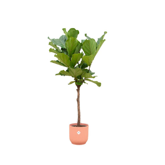 Kombideal - Ficus Lyrata mit Stamm inkl. Elho Vibes Fold Topf rosa Ø30cm - ↨170 cm