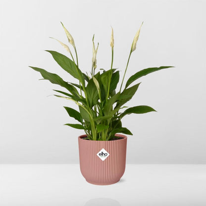 Spathiphyllum Torelli - 30cm-40cm - in ELHO Vibes Fold Topf 14cm rosa