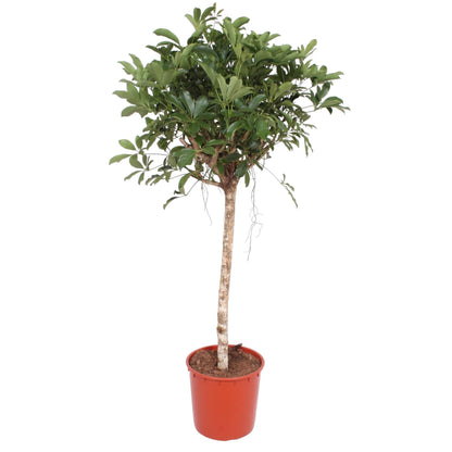 Schefflera Arboricola Compacta - ↨150 cm - Ø34cm