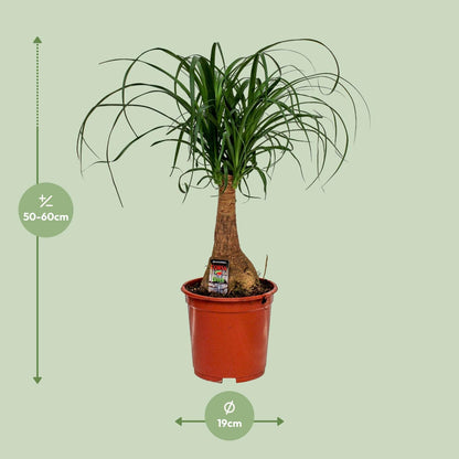 Beaucarnea Nolina - Elefantenfuß - Ø19cm - ↨60cm