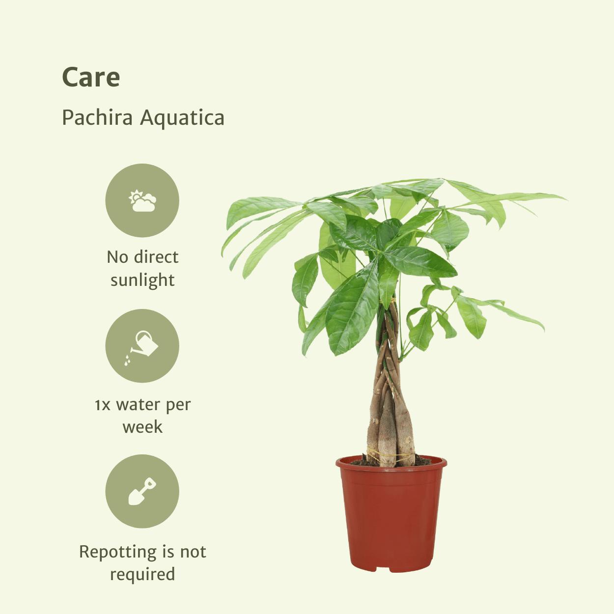 2x Pachira Aquatica - Geldbaum - ↨50cm - Ø14cm