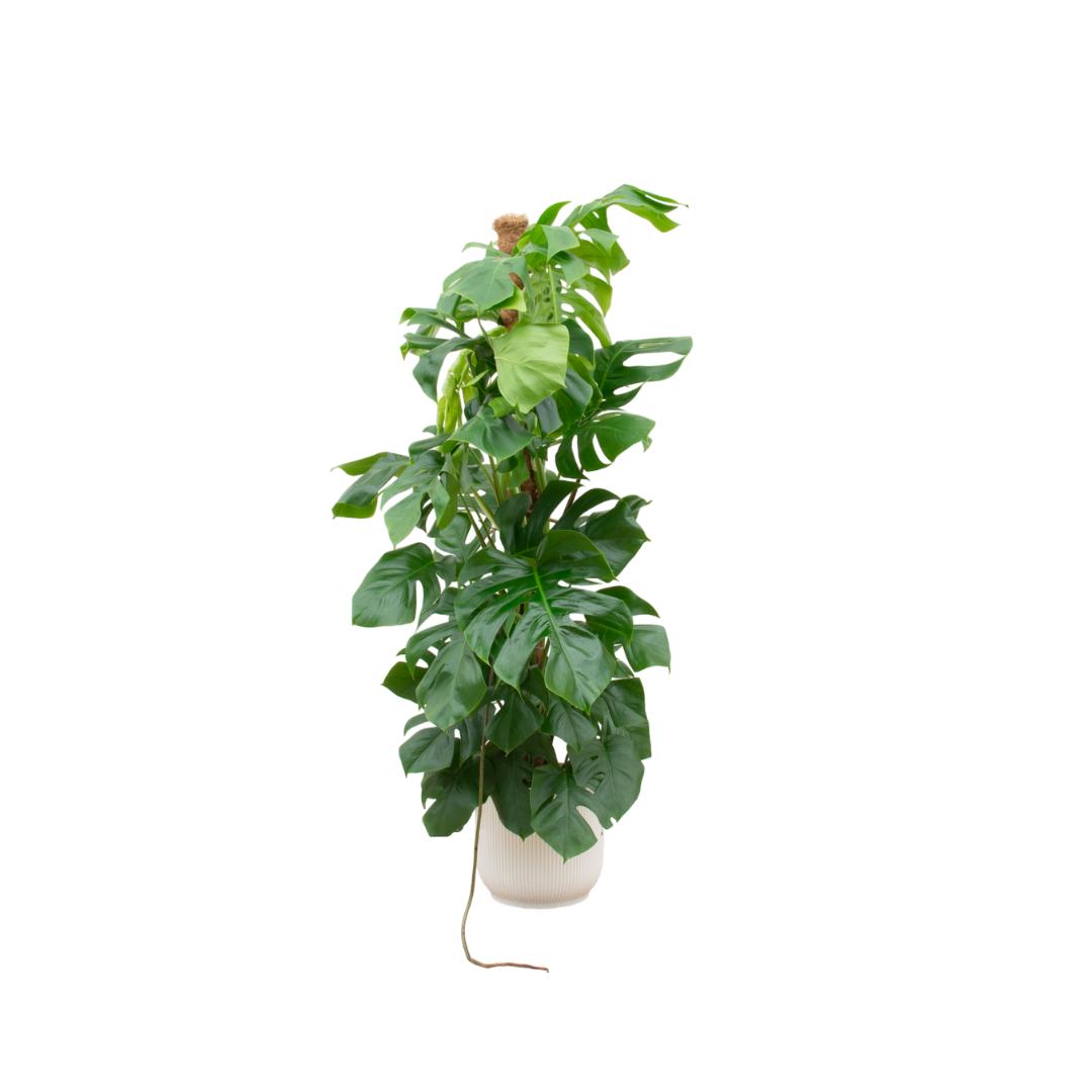 Kombideal - Monstera Pertusum XL - inkl. Elho Vibes Fold Topf weiss Ø30cm - ↨150 cm