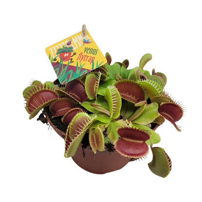 Dionaea Muscipula - Venusfliegenfalle - Ø12cm - ↨12cm