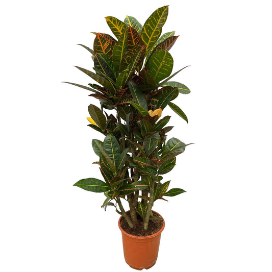 Codiaeum Petra - ↨100 cm - Ø21cm