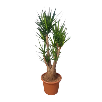 Yucca Elephantipes verzweigt - ↨190cm -Ø55cm