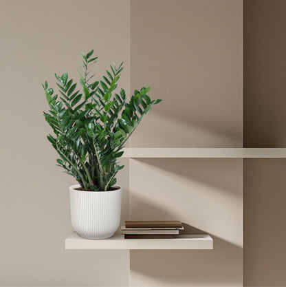 Zamioculcas Zamiifolia - ↨100cm - Ø27cm