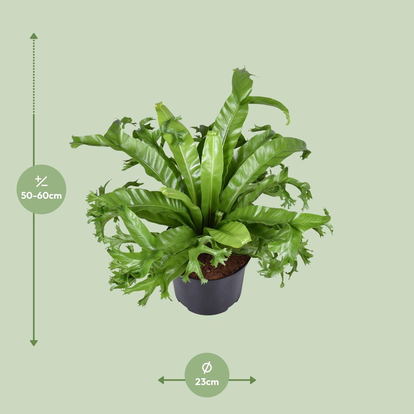 Asplenium Nidus Crissie - Nestfarn - ↨55cm - Ø23cm