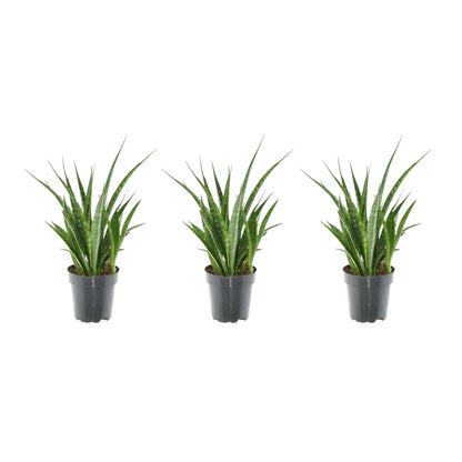 3x Sansevieria Kirkii - ↨38cm - Ø12cm