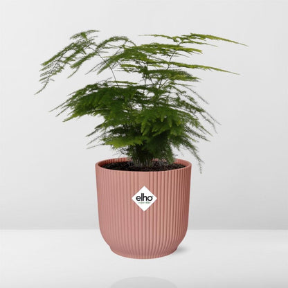 Asparagus Setaceus ‘Plumosus’ - 20cm-30cm in ELHO Vibes Fold 14cm rosa