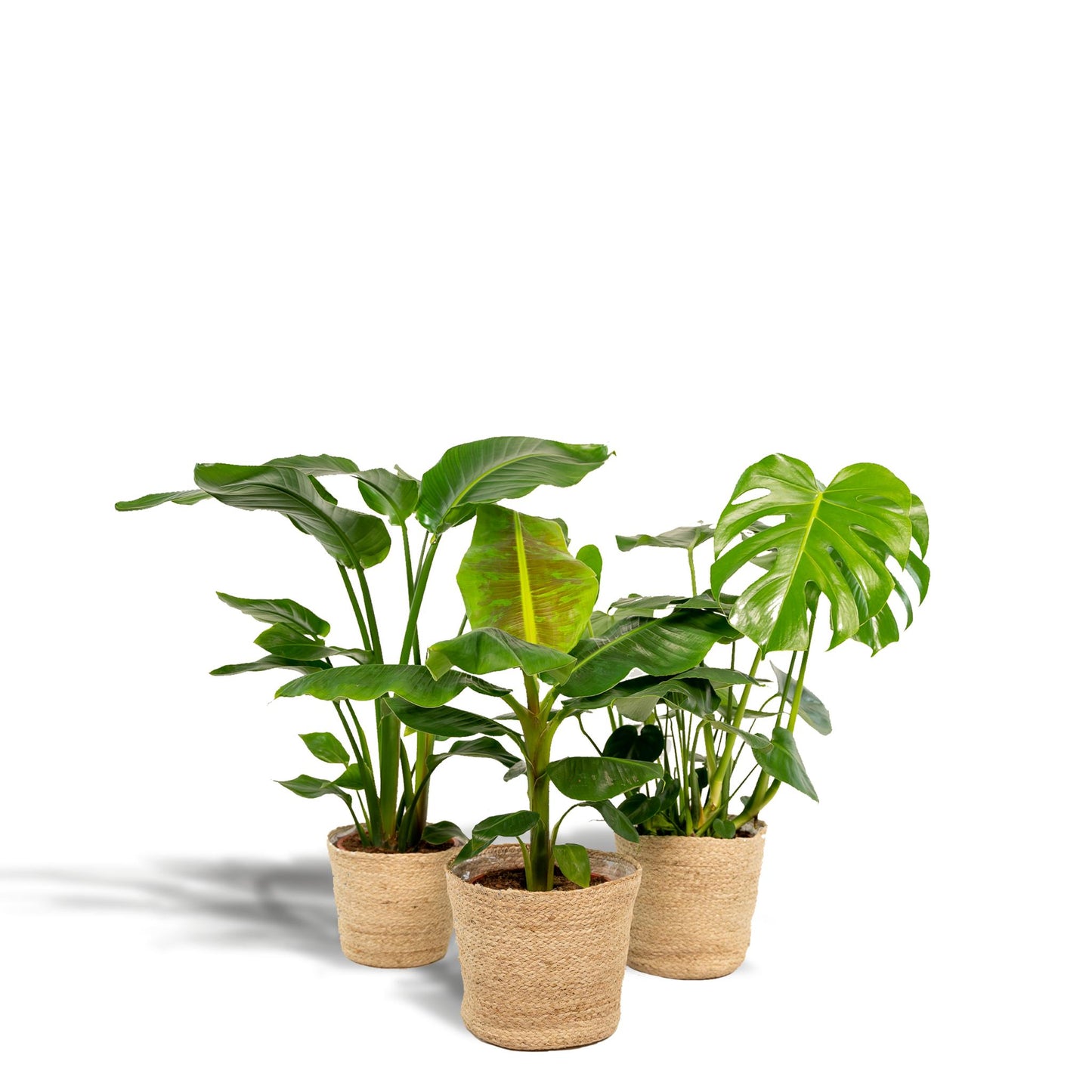 Monstera Deliciosa - Ø21cm - ↨75cm + Alocasia Zebrina - Ø19cm - ↨75cm + Strelitzia Nicolai - Ø19cm - ↨85cm + Korb Selin