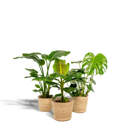 Monstera Deliciosa - Ø21cm - ↨75cm + Alocasia Zebrina - Ø19cm - ↨75cm + Strelitzia Nicolai - Ø19cm - ↨85cm + Korb Selin