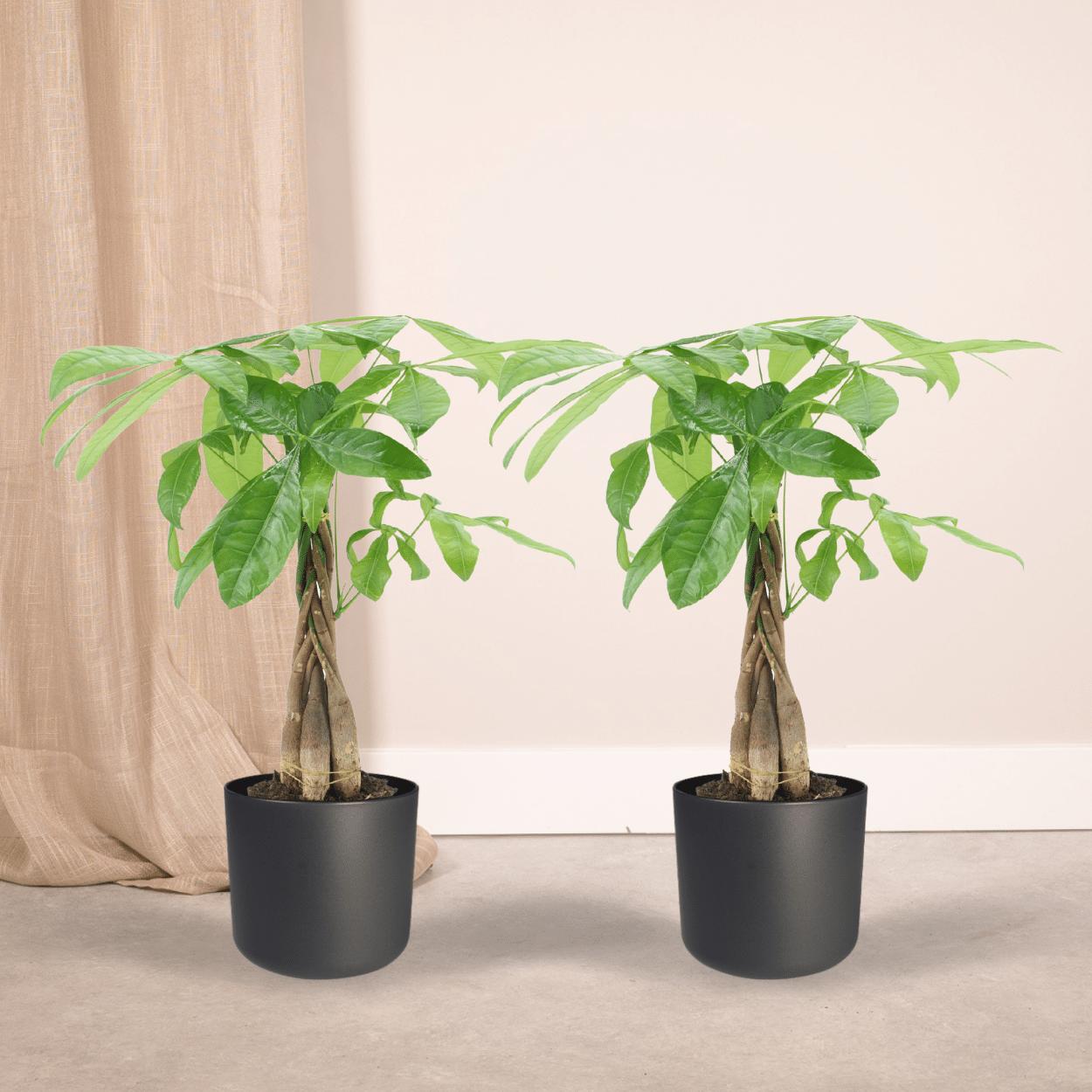 2x Pachira Aquatica - Geldbaum - ↨50cm - Ø14cm