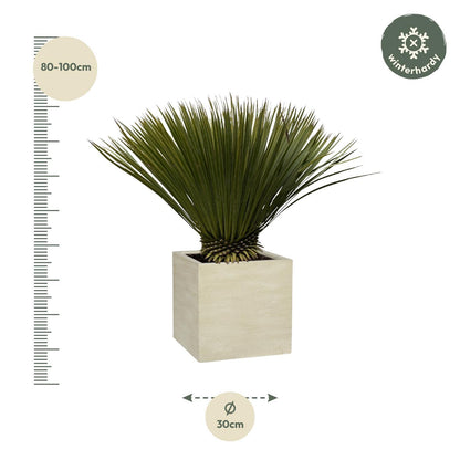 Yucca Rostrata - ↨80cm- Ø27cm