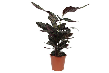 Calathea Sanderiana - Korbmarante - ↨80 cm - Ø19cm