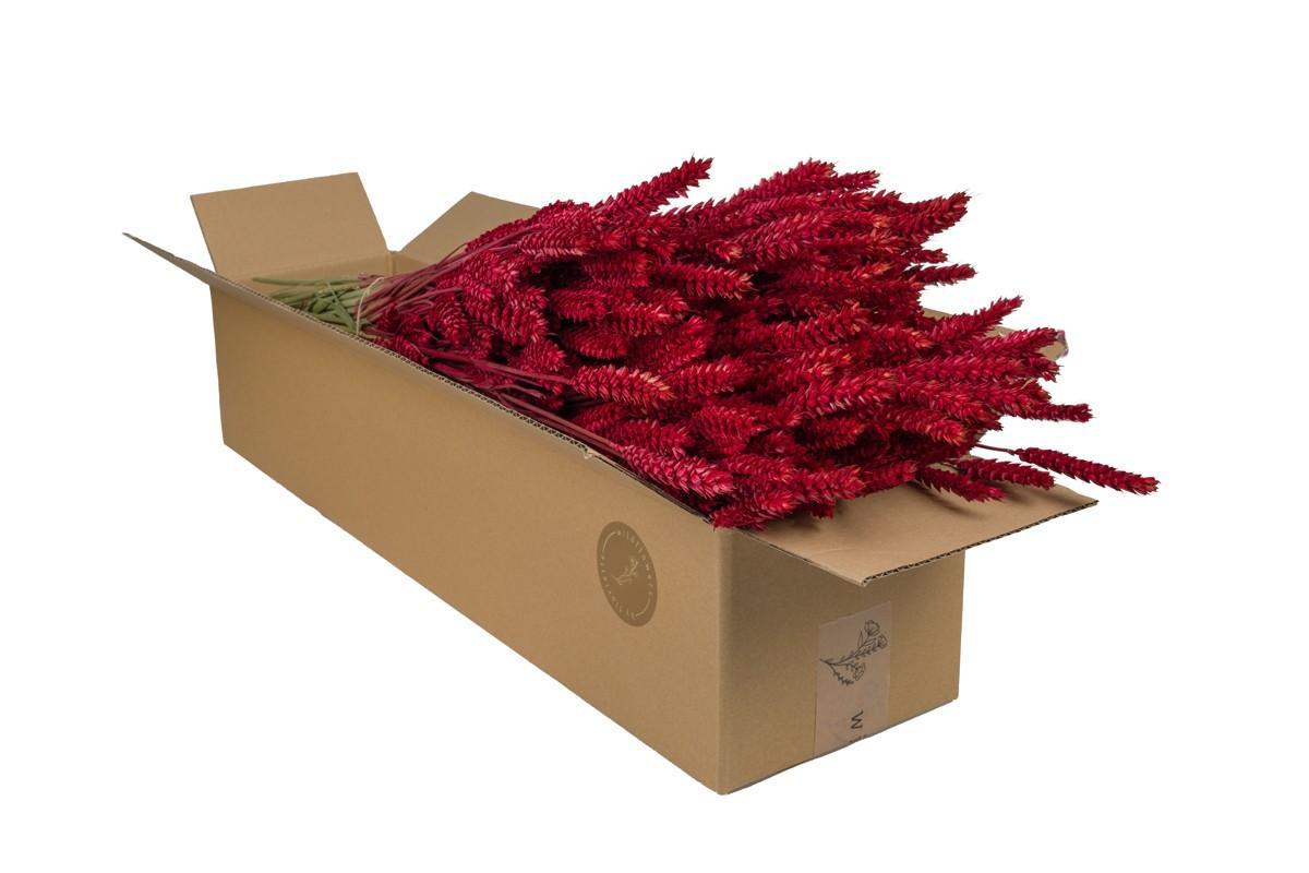 4x Getrocknete Blumen - Tarwe (Triticum) - rot - ↨60cm