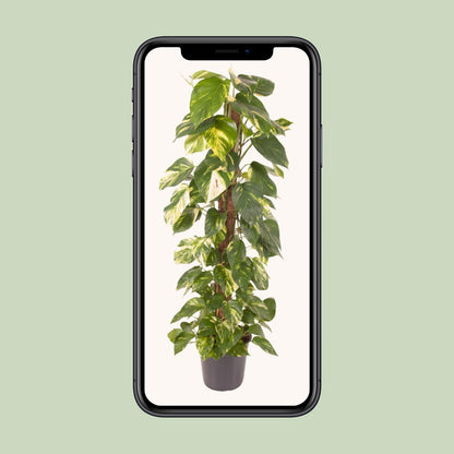 Epipremnum Pinnatum - Ø24cm - ↨120cm