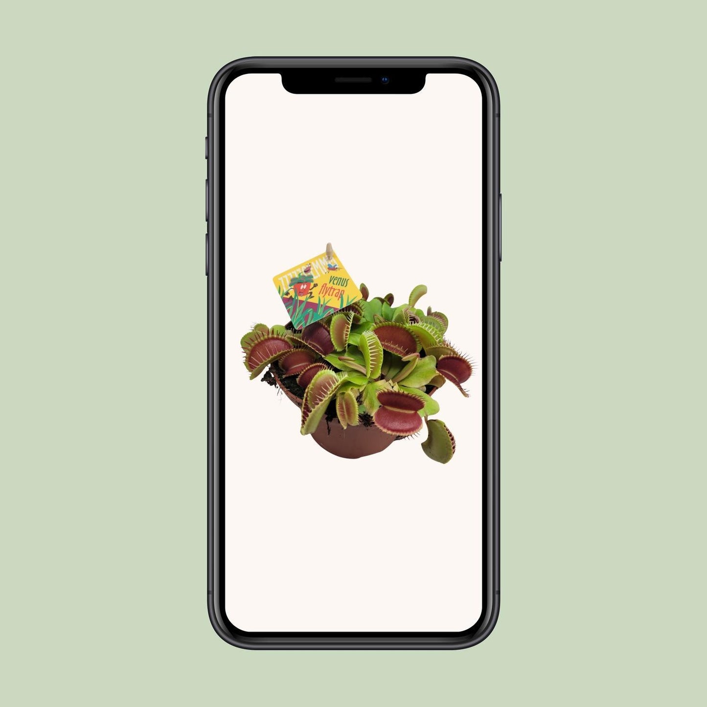 Dionaea Muscipula - Venusfliegenfalle - Ø12cm - ↨12cm