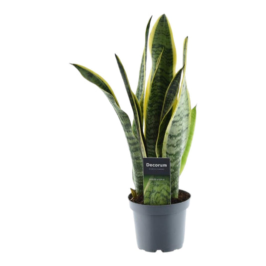 Sansevieria Laurentii - ↨45cm - Ø12cm