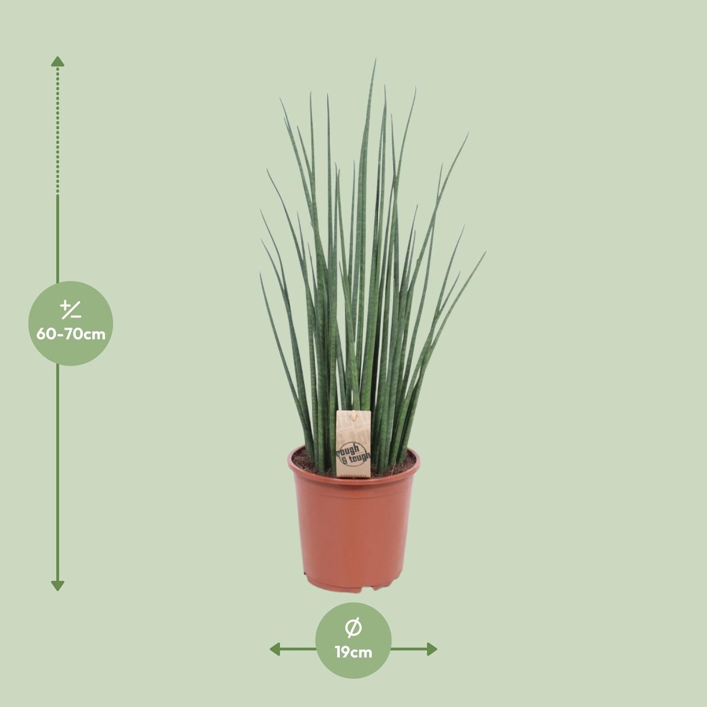 Sansevieria Mikado - Ø19cm - ↨70cm