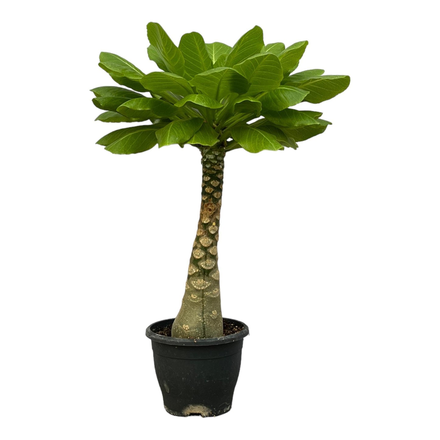 Birghamia Insignis - Hawaii Palme - Vulkanpalme - ↨30 cm - Ø12cm