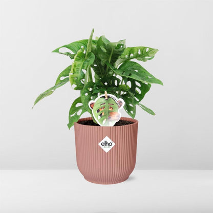 Monstera ‘Monkey Leaf’ - 20cm-30cm - in ELHO Vibes Fold Topf rosa 14cm