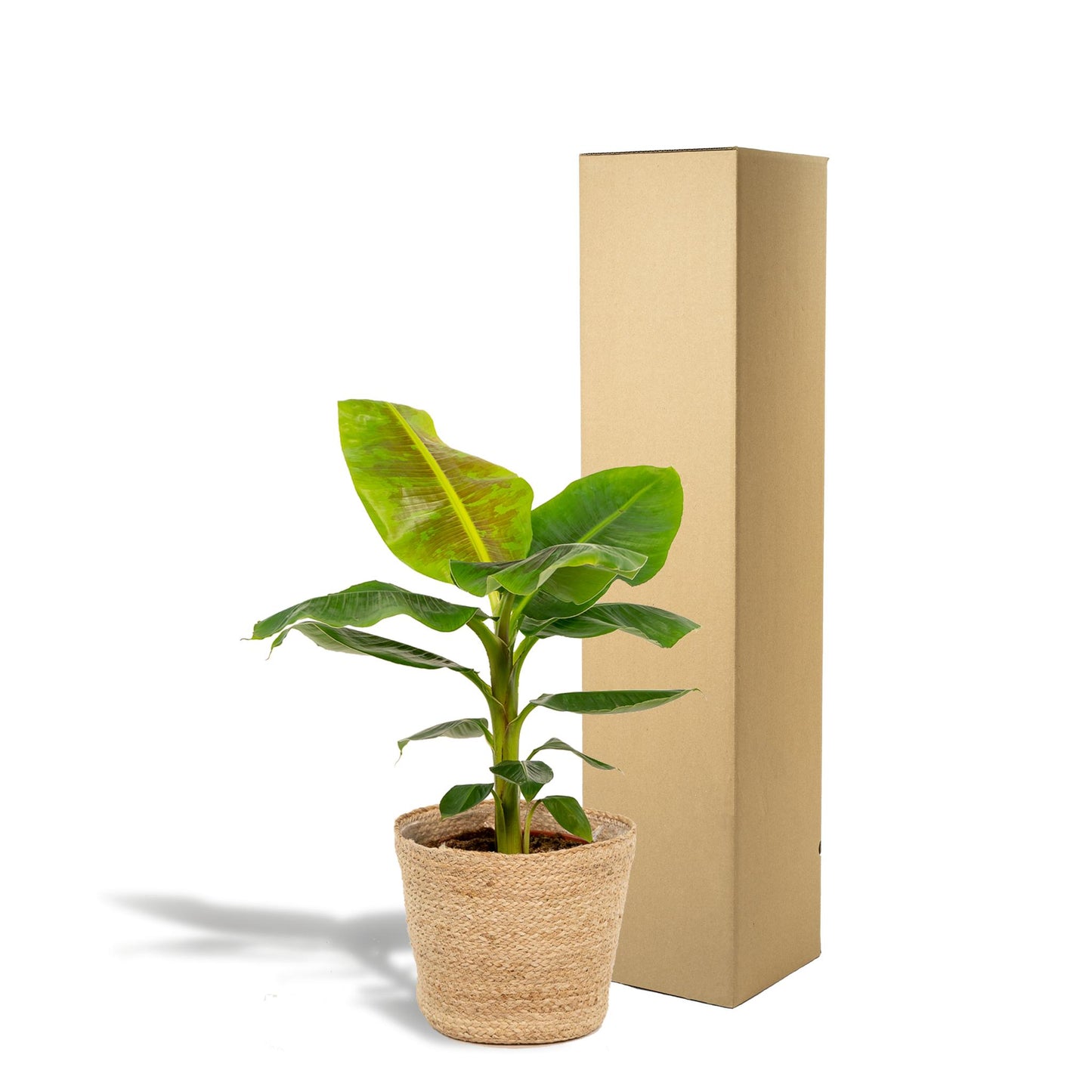 Musa Dwarf Cavendish - Bananenpflanze - Ø21cm - ↨90cm + Korb Selin