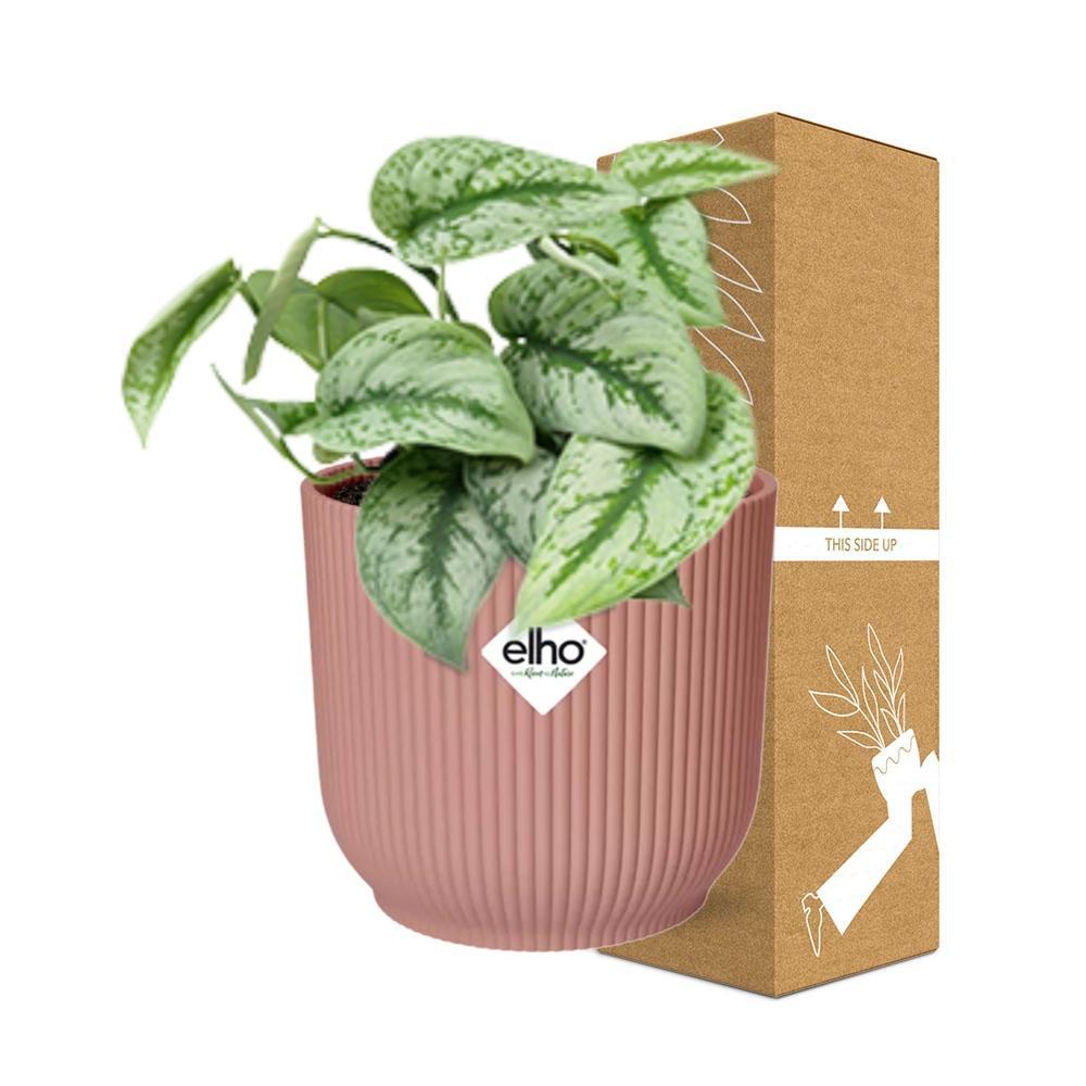 Scindapsus Pictus ‘Trebie’ - 10cm-20cm - in ELHO Vibes Fold Topf 14cm rosa