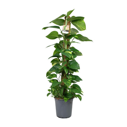 Scindapsus Epipremnum - Ø24cm - ↨120cm