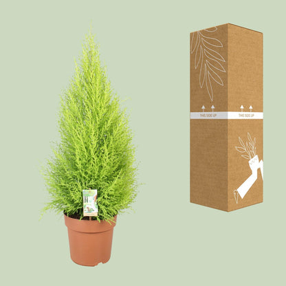 Cupressus Goldcrest Wilma - Zedernbaum - Ø21cm - ↨90cm