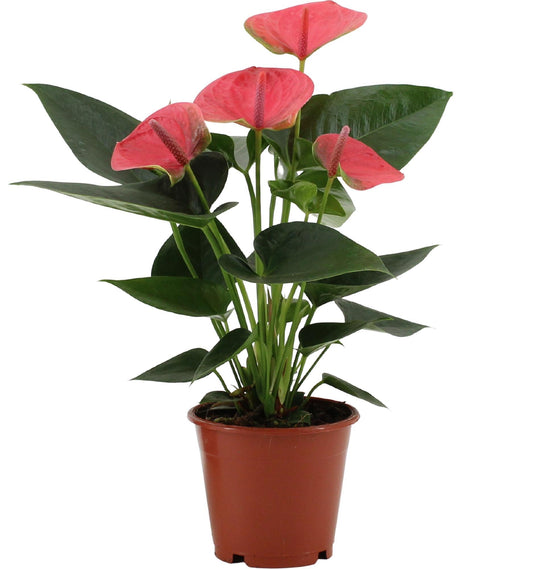 Anthurium Sweet Dream In Transparent Sleeve -↨36cm -  Ø12cm