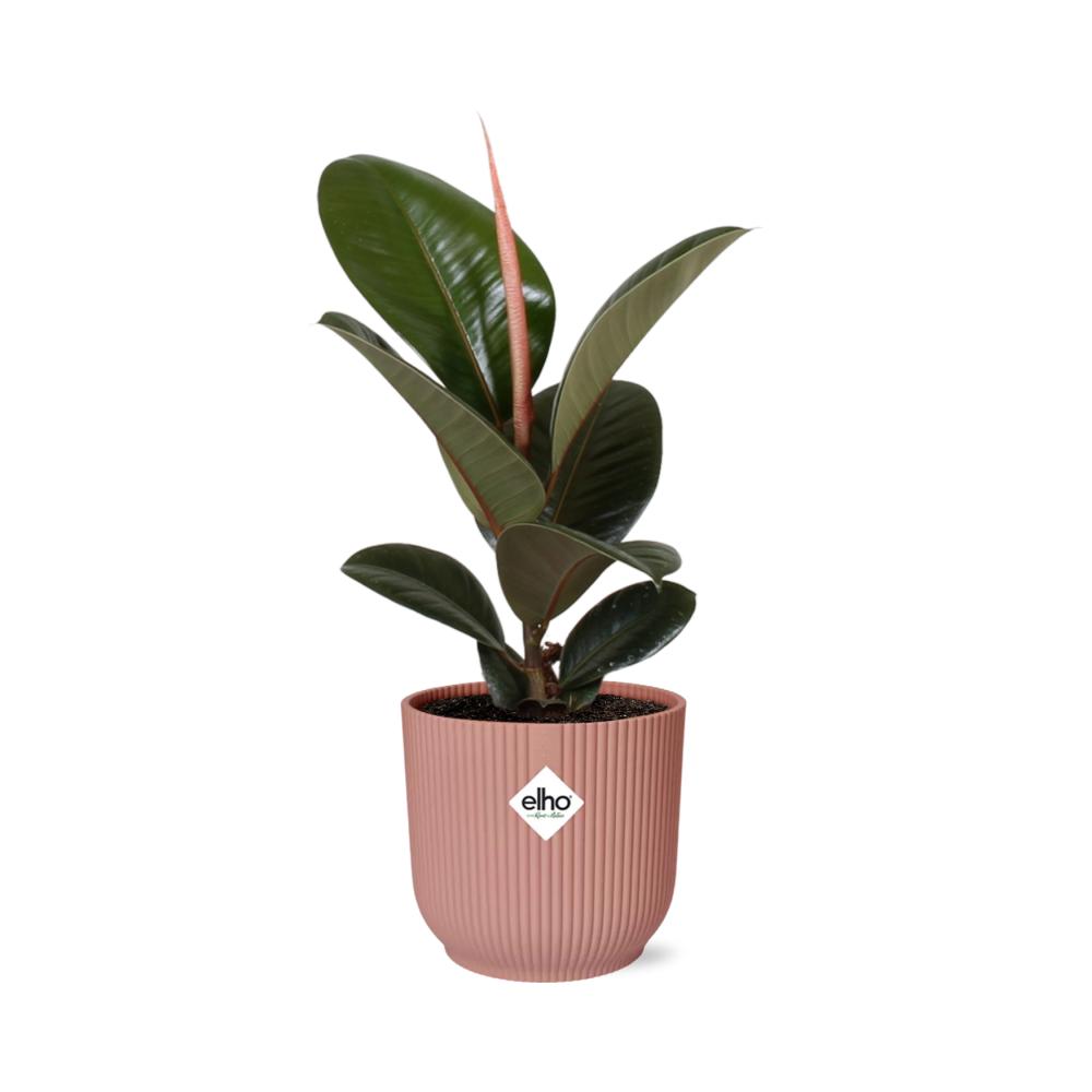 Ficus Elastica Robusta - 30cm-40cm  in ELHO Vibes Fold Topf 14cm rosa