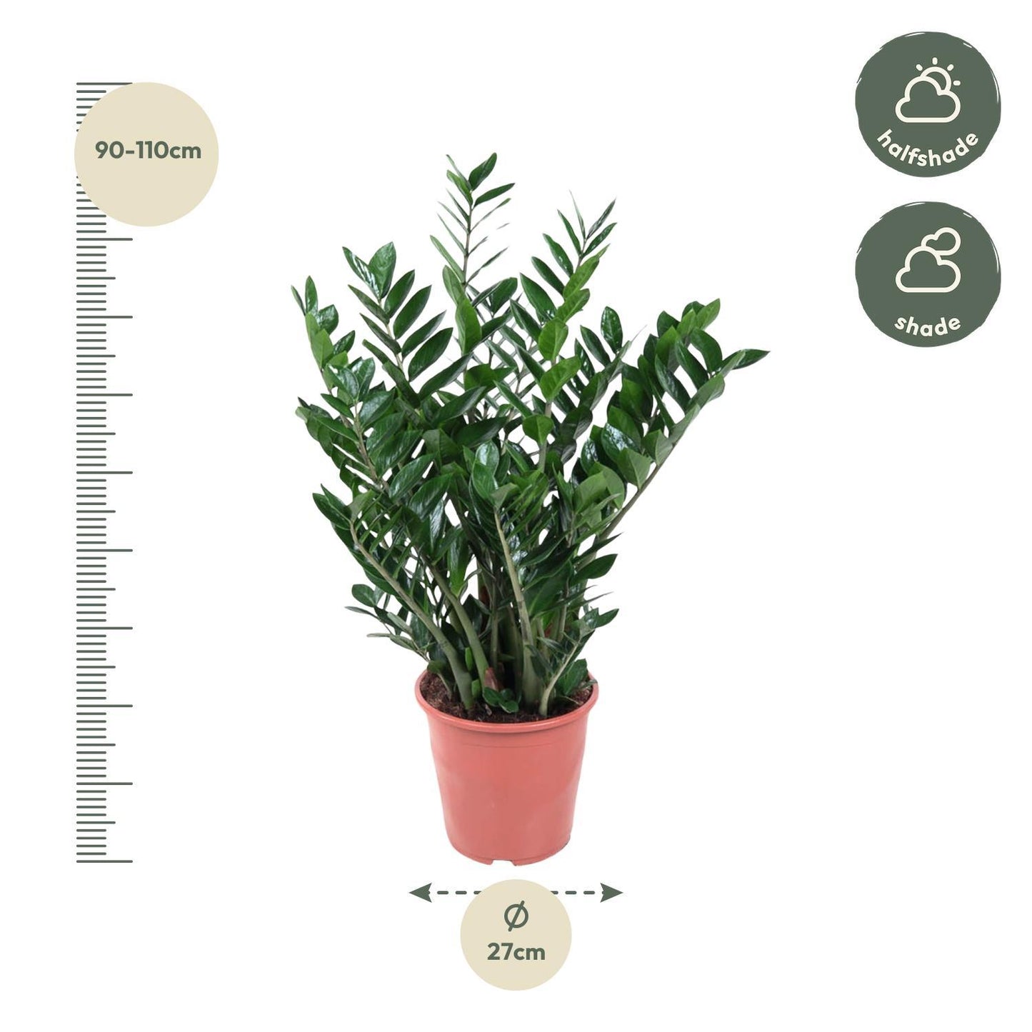 Zamioculcas Zamiifolia - ↨100cm - Ø27cm