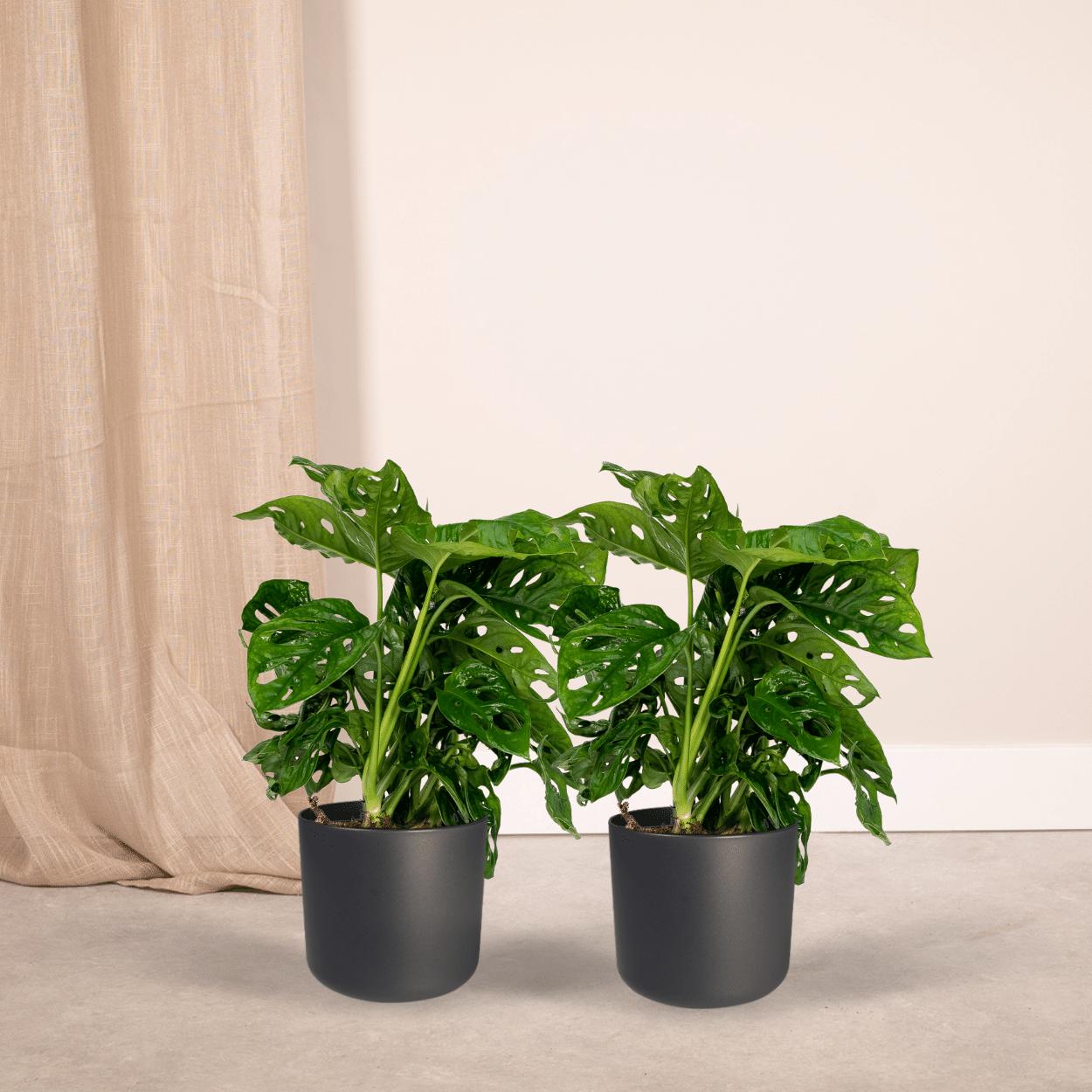 2x Monstera Monkey Leaf - Lochpflanze - ↨30cm - Ø12cm