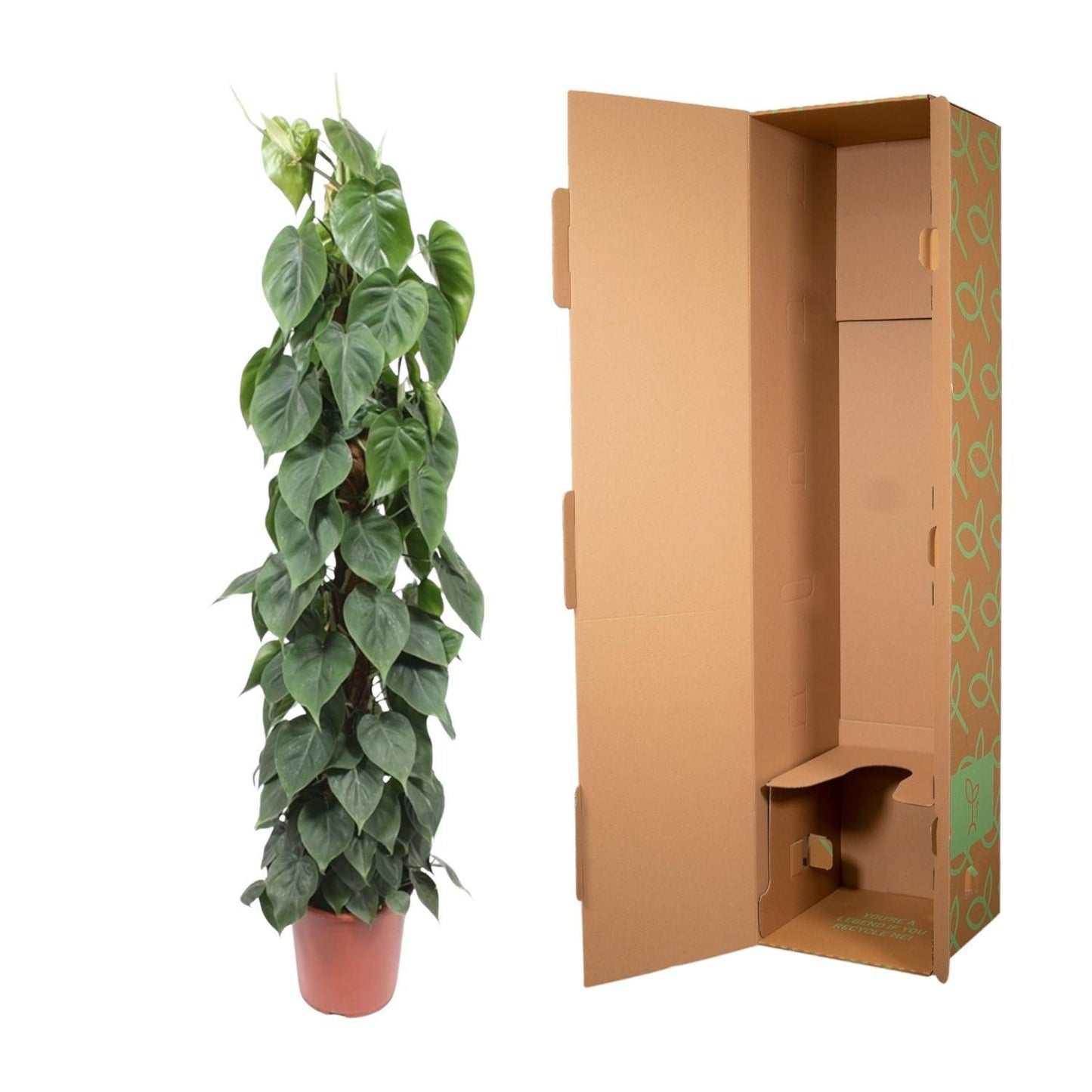 Philodendron Scandens  - Ø27cm - ↨150cm