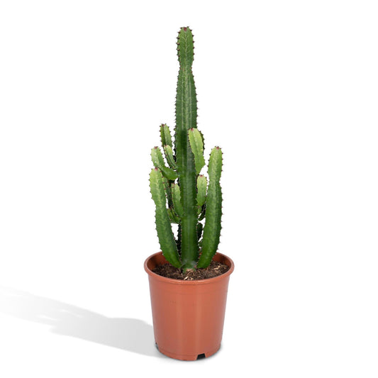 Euphorbia Acrurensis - Ø24cm - ↨60cm