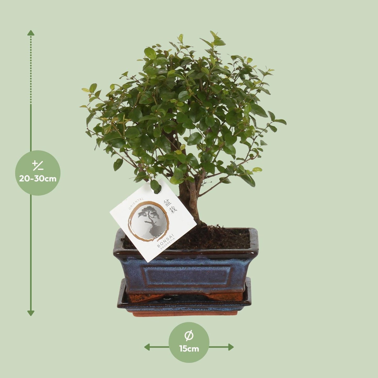 Bonsai Kugelform - Ø15cm - ↨30cm