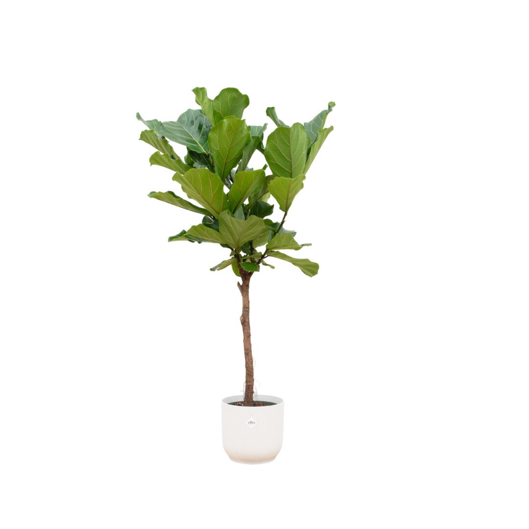 Kombideal - Ficus Lyrata mit Stamm - inkl. Elho Vibes Fold Round weiss Ø30cm - ↨170 cm